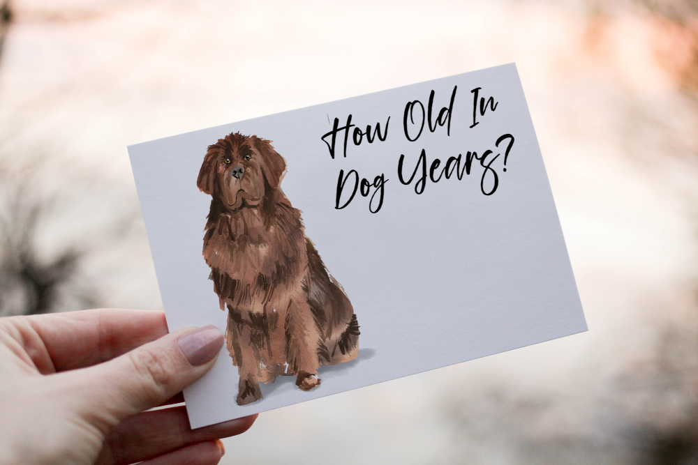 Newfoundland Dog Birthday Card, Dog Birthday Card - Click Image to Close